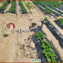 용소리푸른농장 이미지