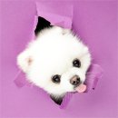 헬로우 독 이미지