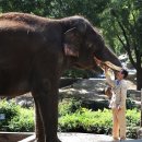 꼬마코끼리가는길 이미지