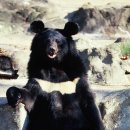 흑곰 이미지