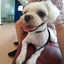 맑은숲동물병원 이미지