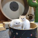 구미 고양이 카페 &#34;나비야 놀자&#34;