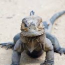 이구아나 이미지