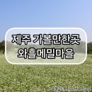 조천읍 와흘메밀마을 | [제주 / 제주] 제주 가볼 만한 곳 / 조천읍 가볼 만한 곳 / 와흘 메밀 마을 / 250525