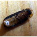 반딧불이민박 이미지