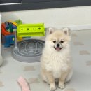 공사이도 | 강아지 노즈워크 장난감 추천 당근밭 돌돌이 무소음 공 터그놀이 후기