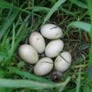 오리둥지 이미지