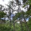 광양시 광양장애인복지관 | [광양시 광양장애인복지관 홍보기자단] 건강을 위한 트레킹 활동 '숲며들다'🌳