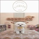 바른 | [의정부 반려견미용실] 도그살롱바른핏 후기 (의정부애견샵 기본위생미용)