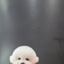 시루 반려견 미용 이미지