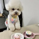 마닐마닐 수제간식 이미지