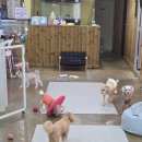 독스호텔리어 이미지