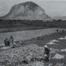 고구마 펙토리스토리 이미지