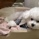 발레드무이 이미지