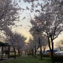 도래울바람물공원 | 벚꽃비가 내리는 창릉천 도래울바람물공원