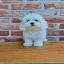 애견천국 이미지