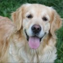 어서오시개 이미지