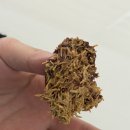 서재동물병원 | 움직이지 마. 내 생애를 걸고 너를 지명수배한다 !