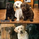 바우바우 이미지