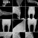 바로슬동물병원 이미지