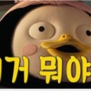 밸런스펫츠 이미지