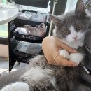 의정부 강아지분양 고양이분양 애견분양 펫하임 의정부본점 이미지