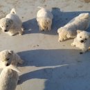 볼보정비 이미지