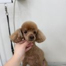 단추펫살롱 이미지