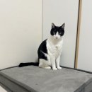 몽실펫 | 강아지 애착방석 2탄 🐶 몽실 펫 매트리스 사용후기 (메모리폼·세탁 가능)