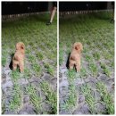 강아지분양 퍼피베이비 이미지