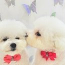 더 도도하개 이미지