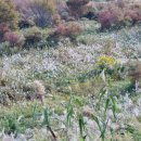 억새2축구장 이미지