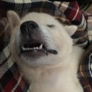 진도개영농조합 이미지