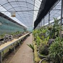 숨도 귤림성 이미지