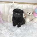 플라워퍼피 이미지