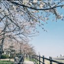 구일회관 | 광명 안양천 벚꽃 나들이 명당 추천 및 방문 전 필수 체크리스트