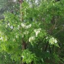 벌꿀농장 이미지