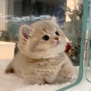 오즈메디칼 이미지