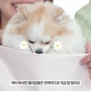 댕스널컬러 이미지