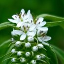 까치인터넷 이미지