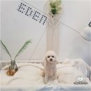 이든반려견 문화센터 | 목동강아지미용, 목동 비숑미용 잘하는곳 이든애견미용