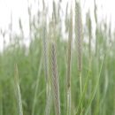 초록빛목장 이미지