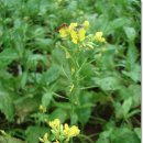 효성농장 이미지