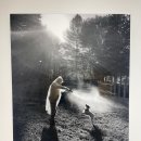 제주포도 이미지