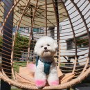 퀘렌시아 애견 이미지