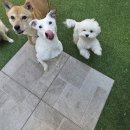 엄마 잘 다녀와 | 가정집같은 편안함 일산강아지 유치원 엄마 잘 다녀와 애견유치원