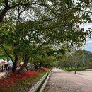 선운산호텔 | 고창 선운사 꽃무릇 실시간, 폴 바셋, 선운산 생태숲 등 군락지 소개, 10월 꼭 가볼만한 전북 여행지 추천