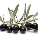 올리브(OLIVE)
