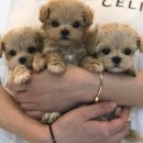 부산강아지분양 앨리펫 이미지