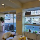 라이프독 강릉점 24시 강아지분양 고양이분양 이미지